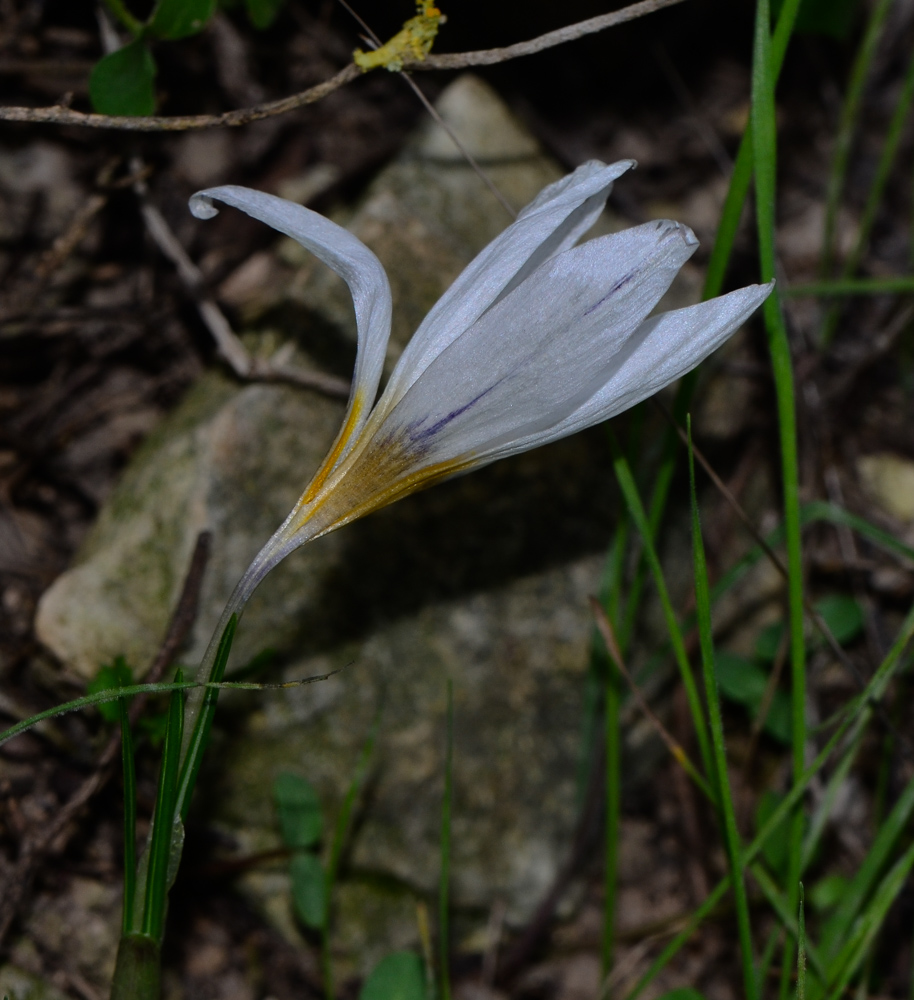 Image of Crocus hyemalis specimen.