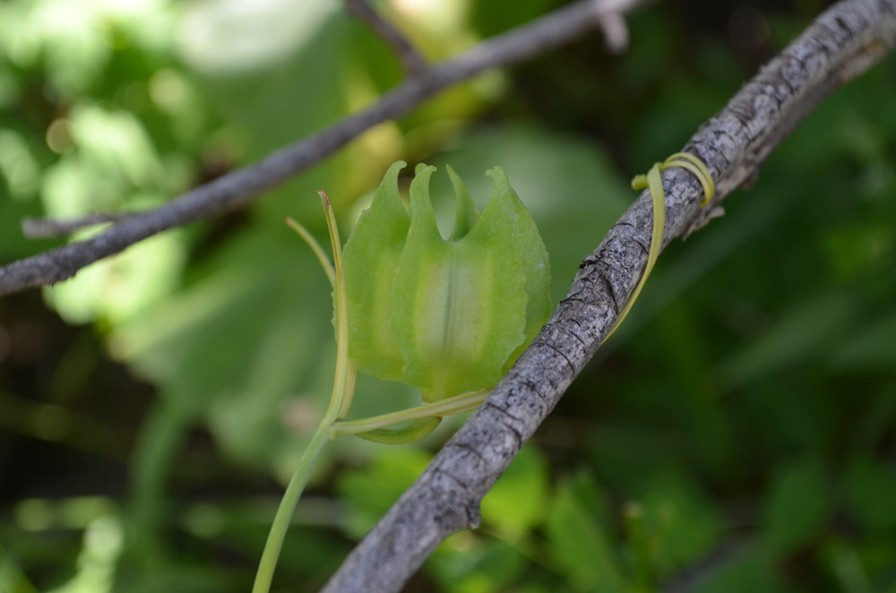 Image of Fritillaria ferganensis specimen.