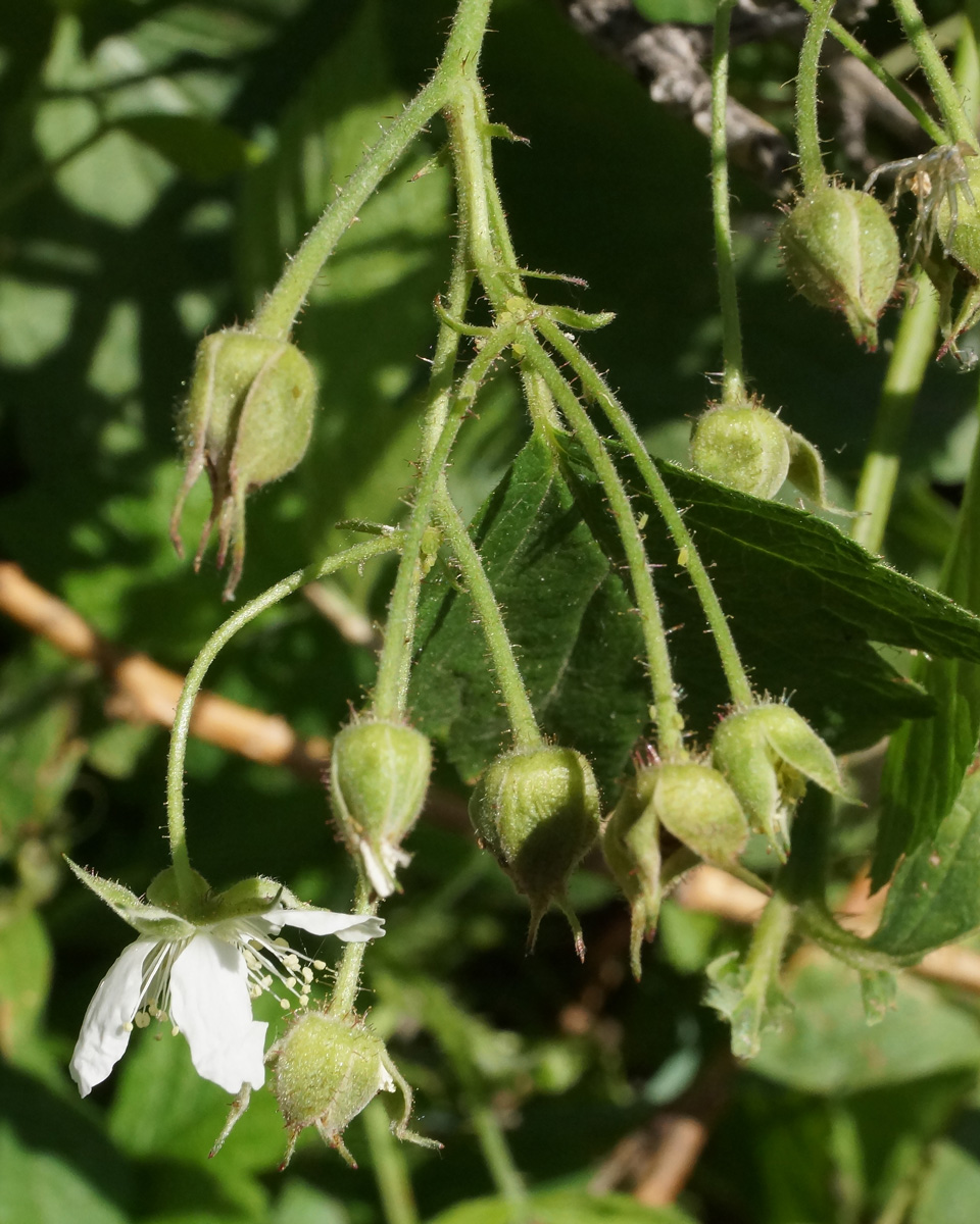 Image of Rubus caesius specimen.