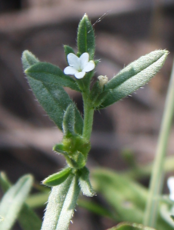 Изображение особи Buglossoides arvensis.