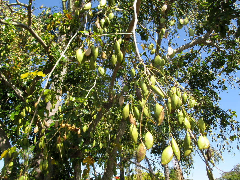 Изображение особи Schotia brachypetala.