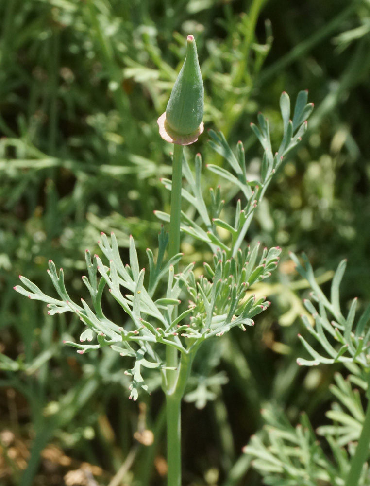 Image of Eschscholzia californica specimen.