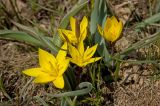 Tulipa dasystemon. Цветущие растения. Кыргызстан, верховья р. Сусамыр. 30 апреля 2015 г.