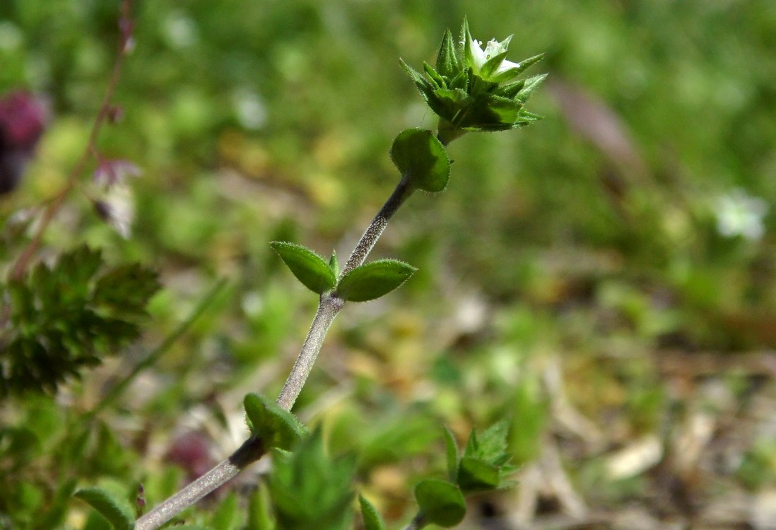 Image of Arenaria serpyllifolia specimen.