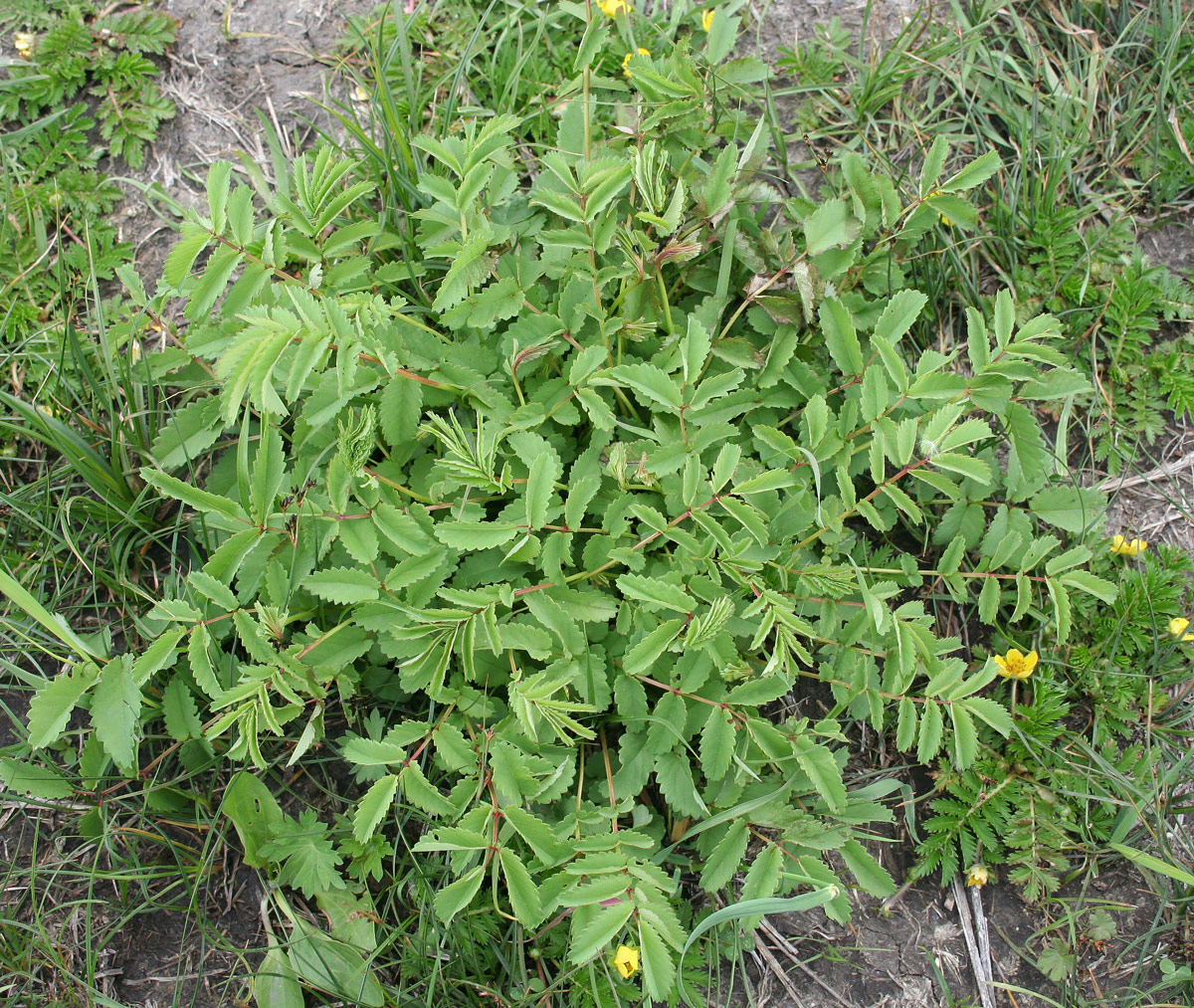 Image of Sanguisorba officinalis specimen.