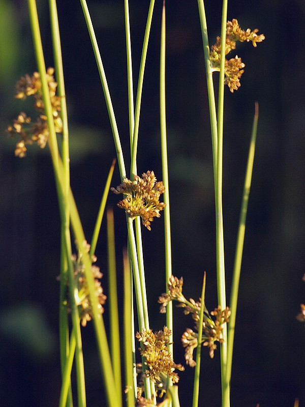 Image of Juncus effusus specimen.