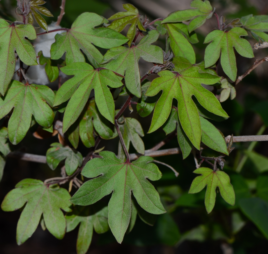 Image of genus Gossypium specimen.