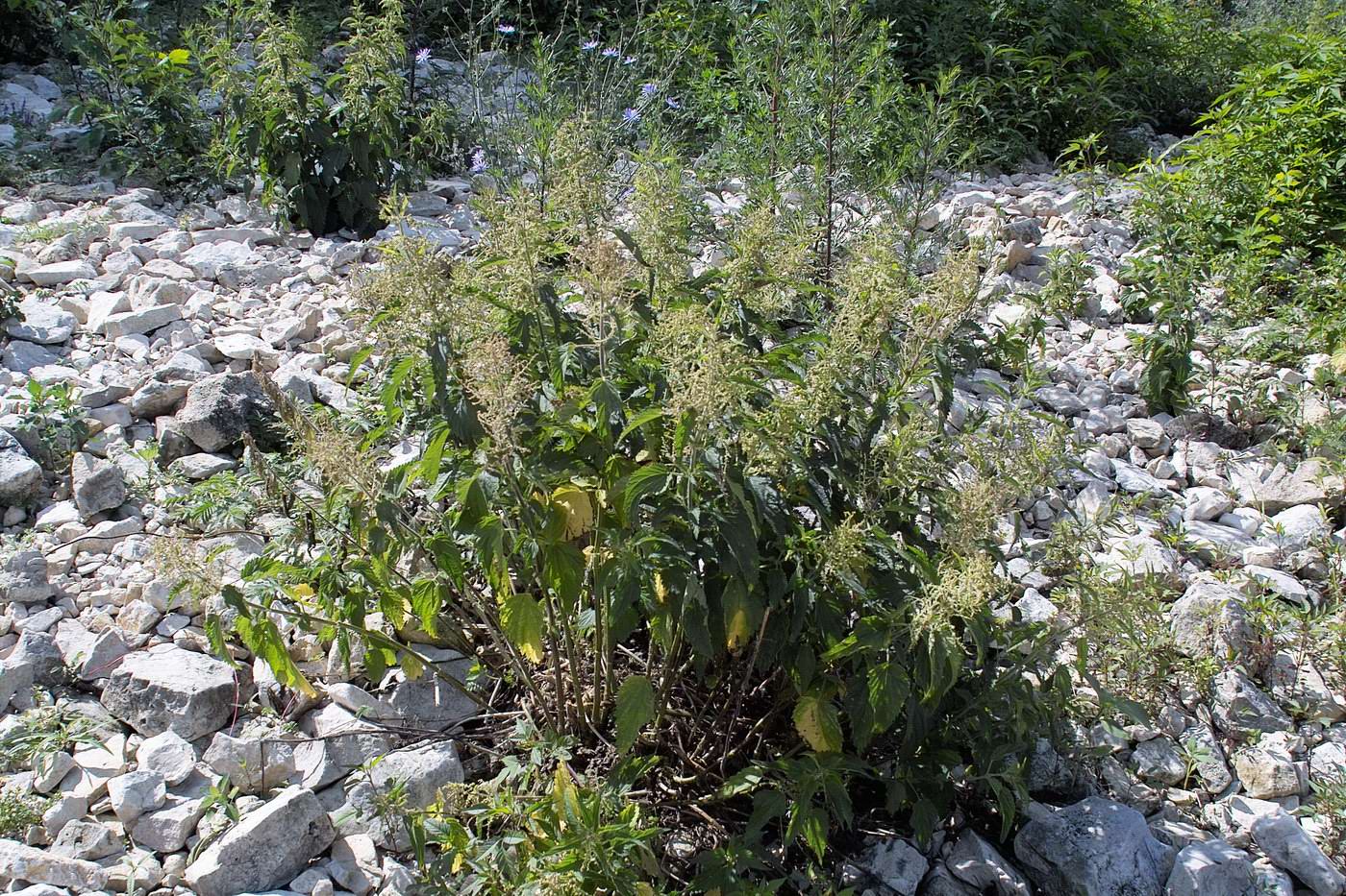 Image of Urtica dioica specimen.