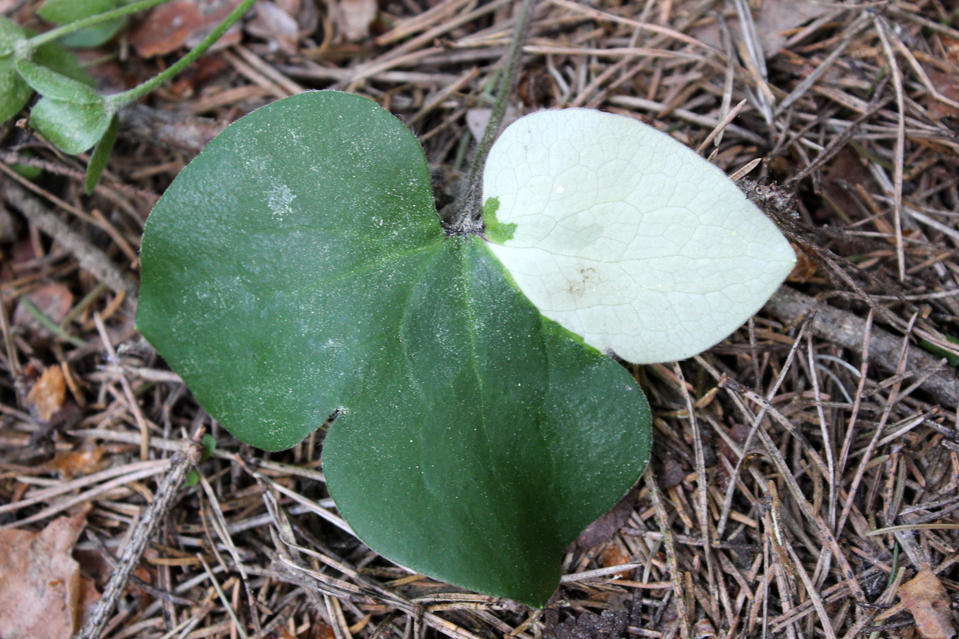 Image of Hepatica nobilis specimen.