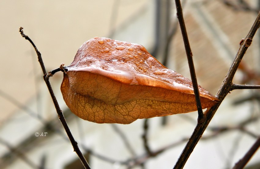 Image of Koelreuteria paniculata specimen.