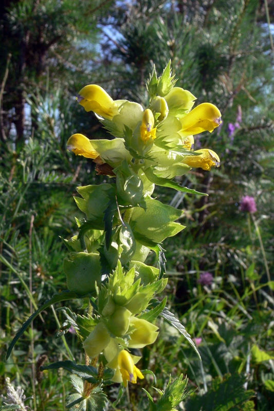 Image of Rhinanthus vernalis specimen.