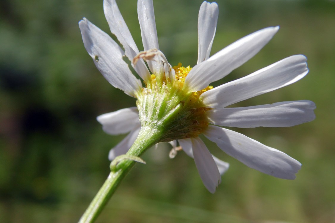 Image of Tripleurospermum inodorum specimen.