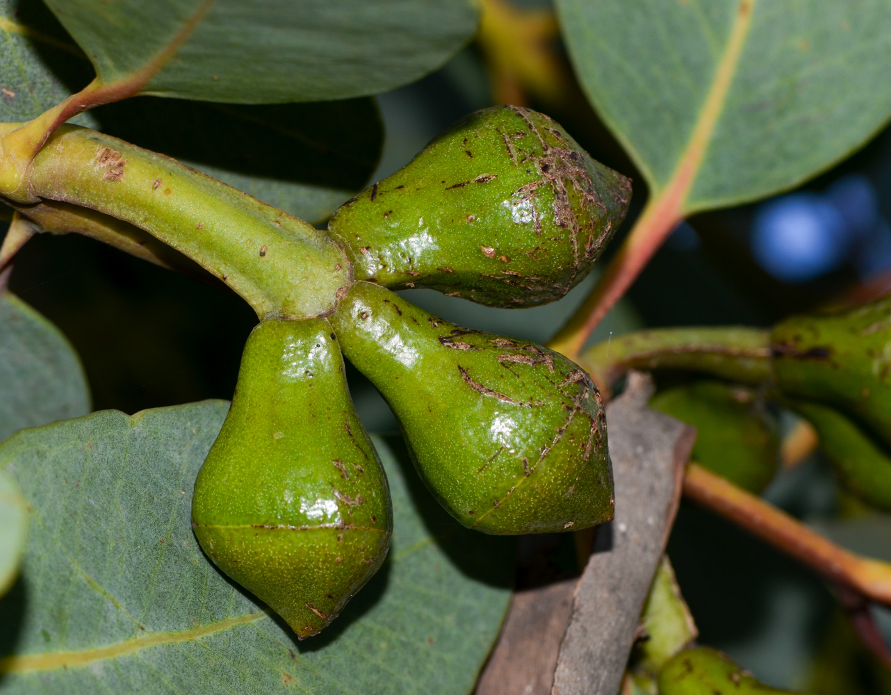 Изображение особи Eucalyptus woodwardii.