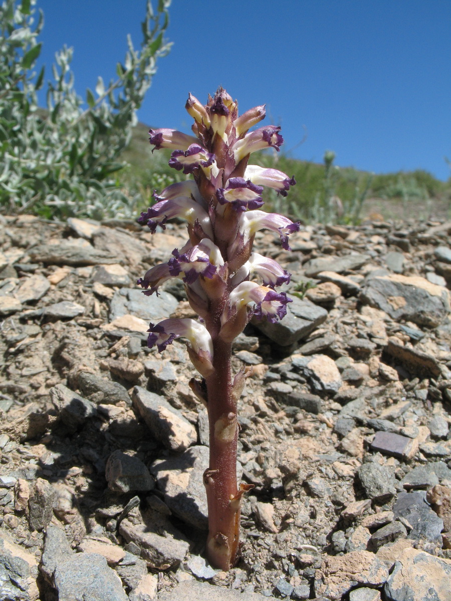 Изображение особи Orobanche cernua.