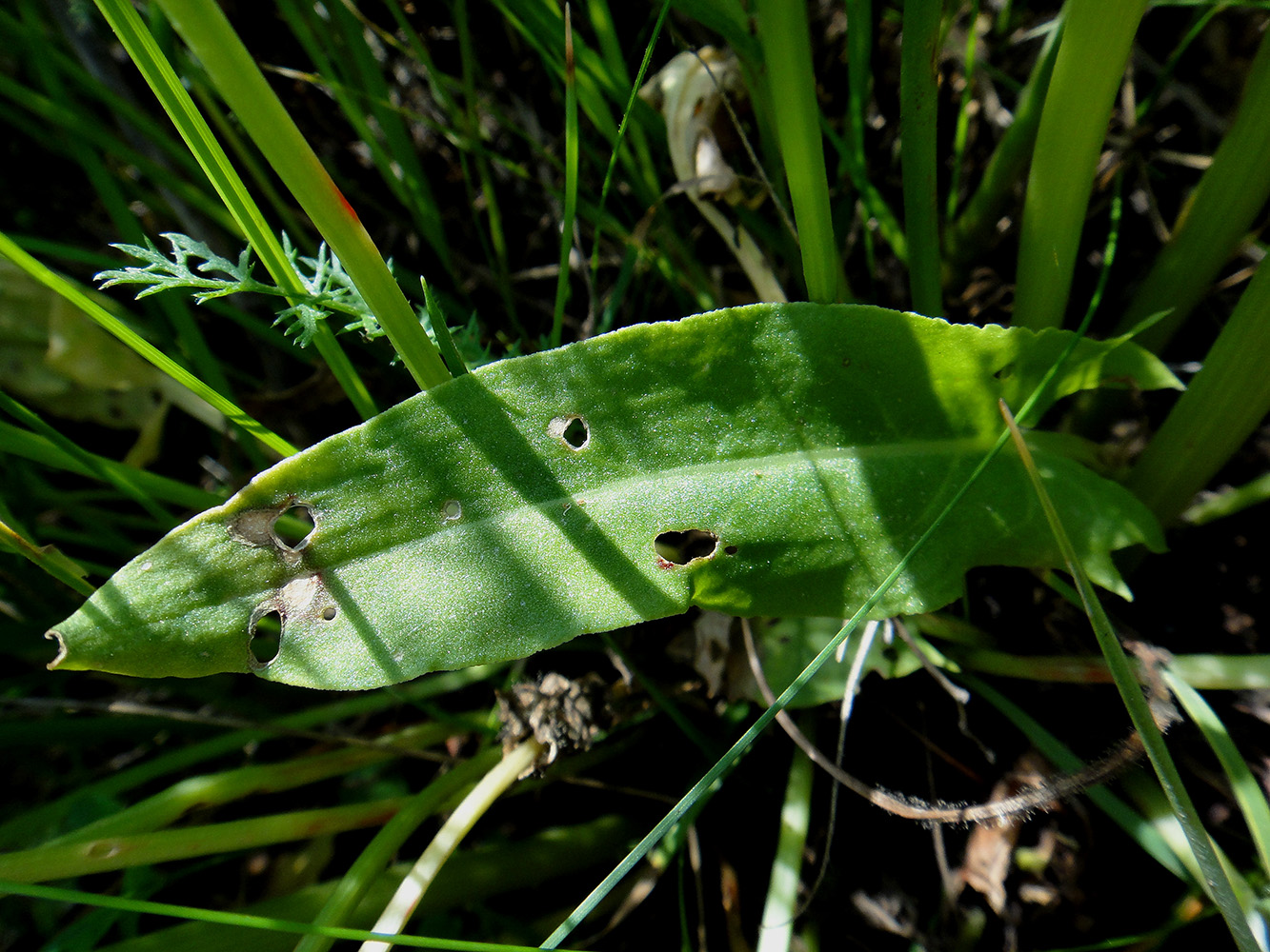 Image of Rumex acetosa specimen.