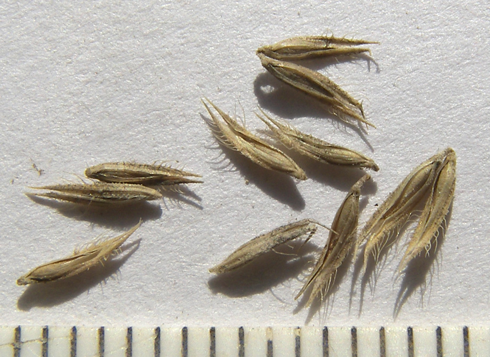 Image of Phleum tzvelevii specimen.