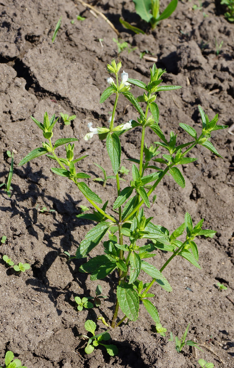 Изображение особи Stachys annua.