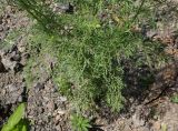 Descurainia sophia. Нижняя часть цветущего растения. Восточный Казахстан, Уланский р-н, с. Украинка, дачный участок. 09.06.2016.