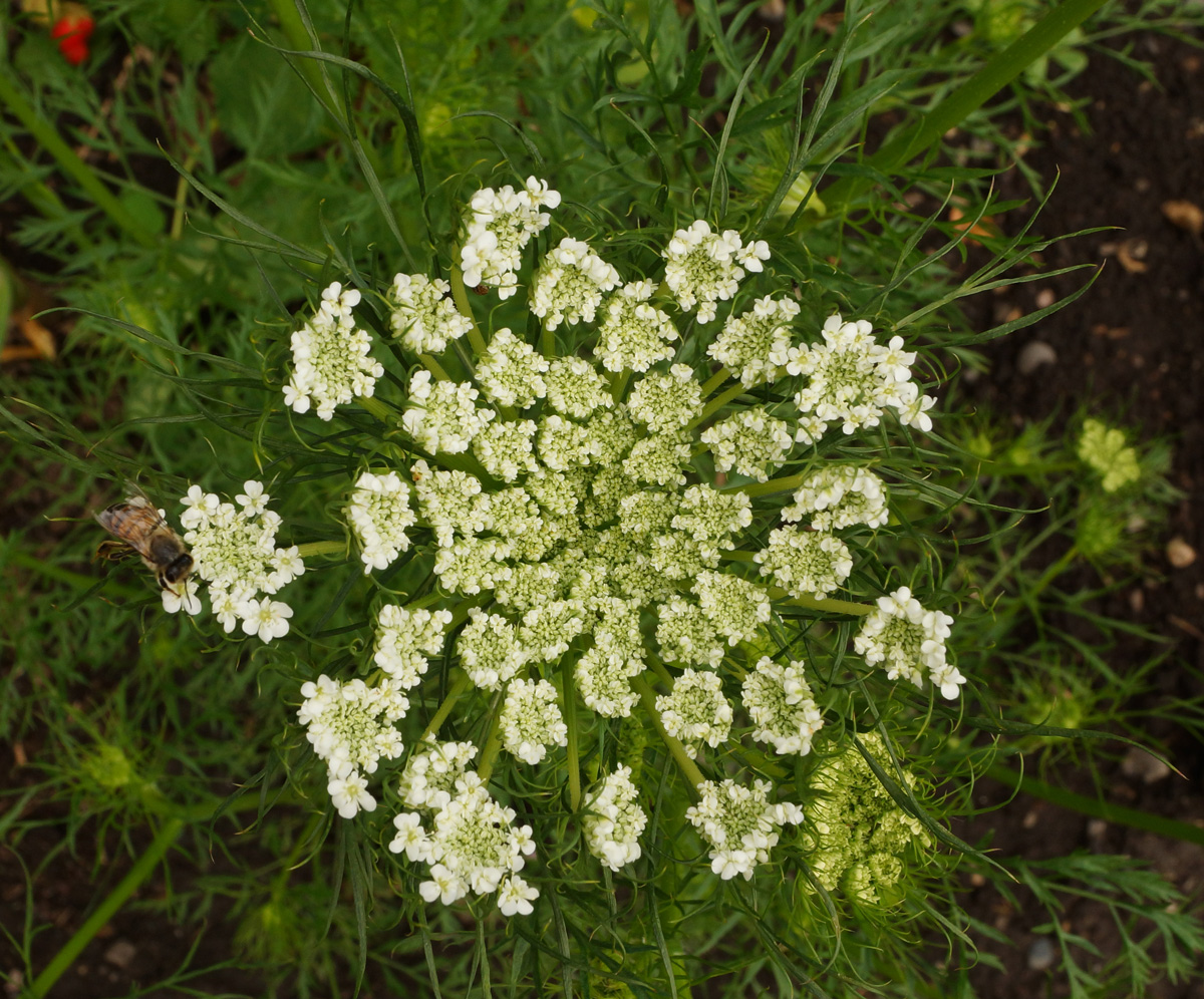 Image of Daucus sativus specimen.