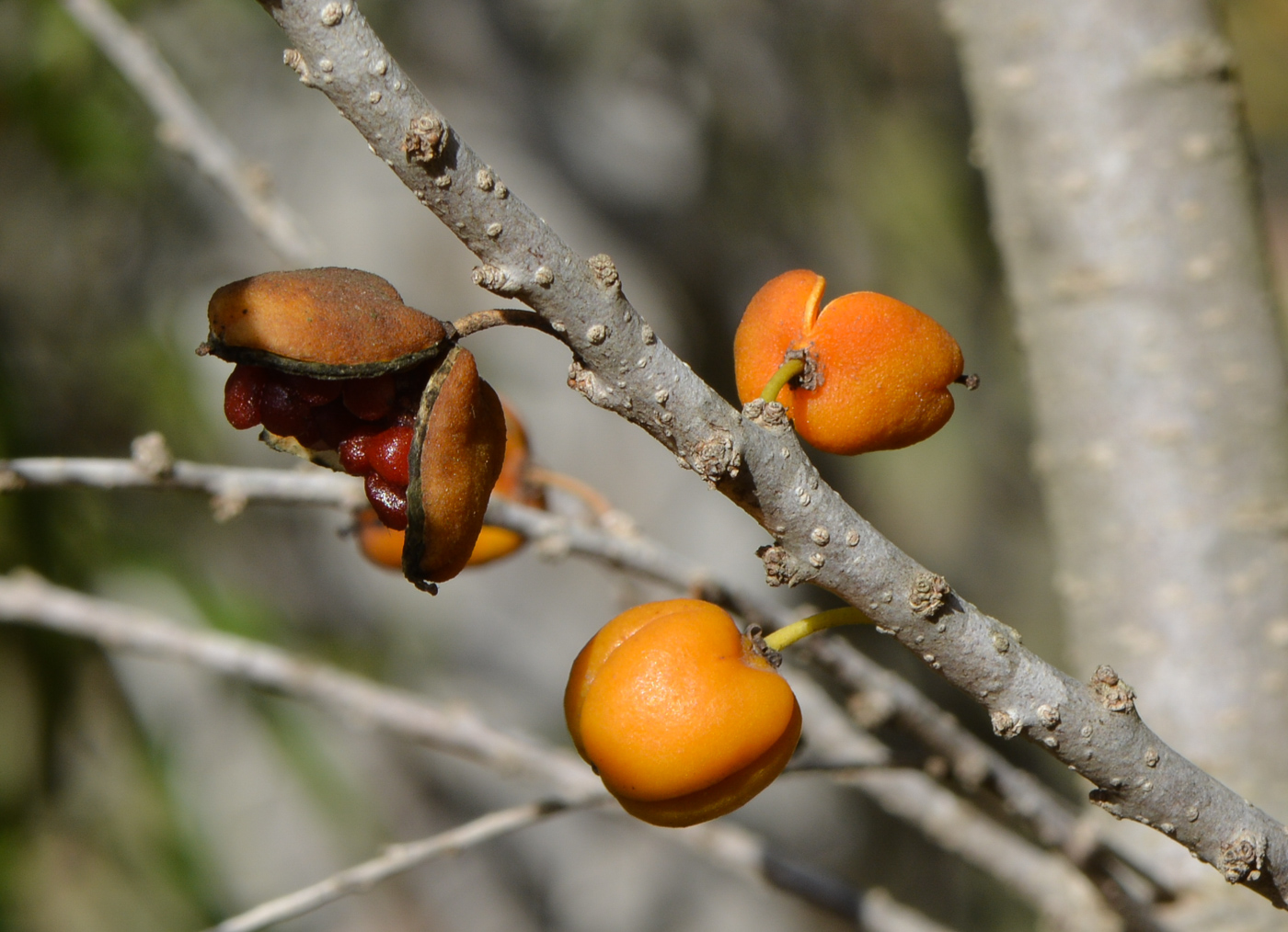 Image of Pittosporum phillyraeoides specimen.