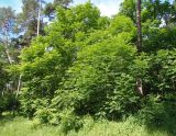 Juglans cinerea. Взрослое растение. Украина, Сумская обл., г. Тростянец, Парк-памятник садово-паркового искусства \"Нескучное\". 09.06.2015.