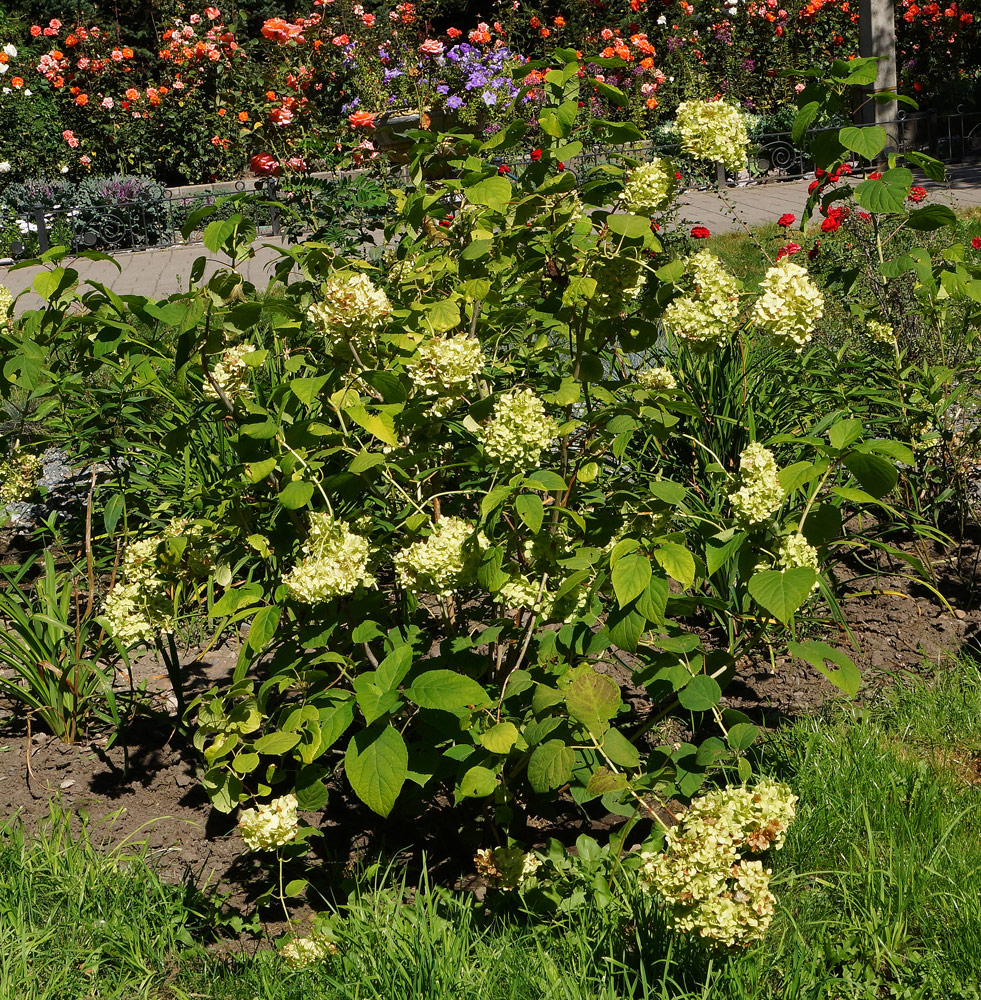 Image of Hydrangea arborescens specimen.