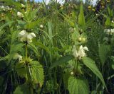 Lamium album