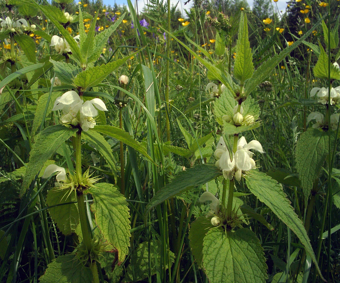 Image of Lamium album specimen.