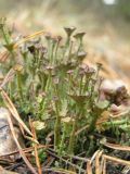 genus Cladonia