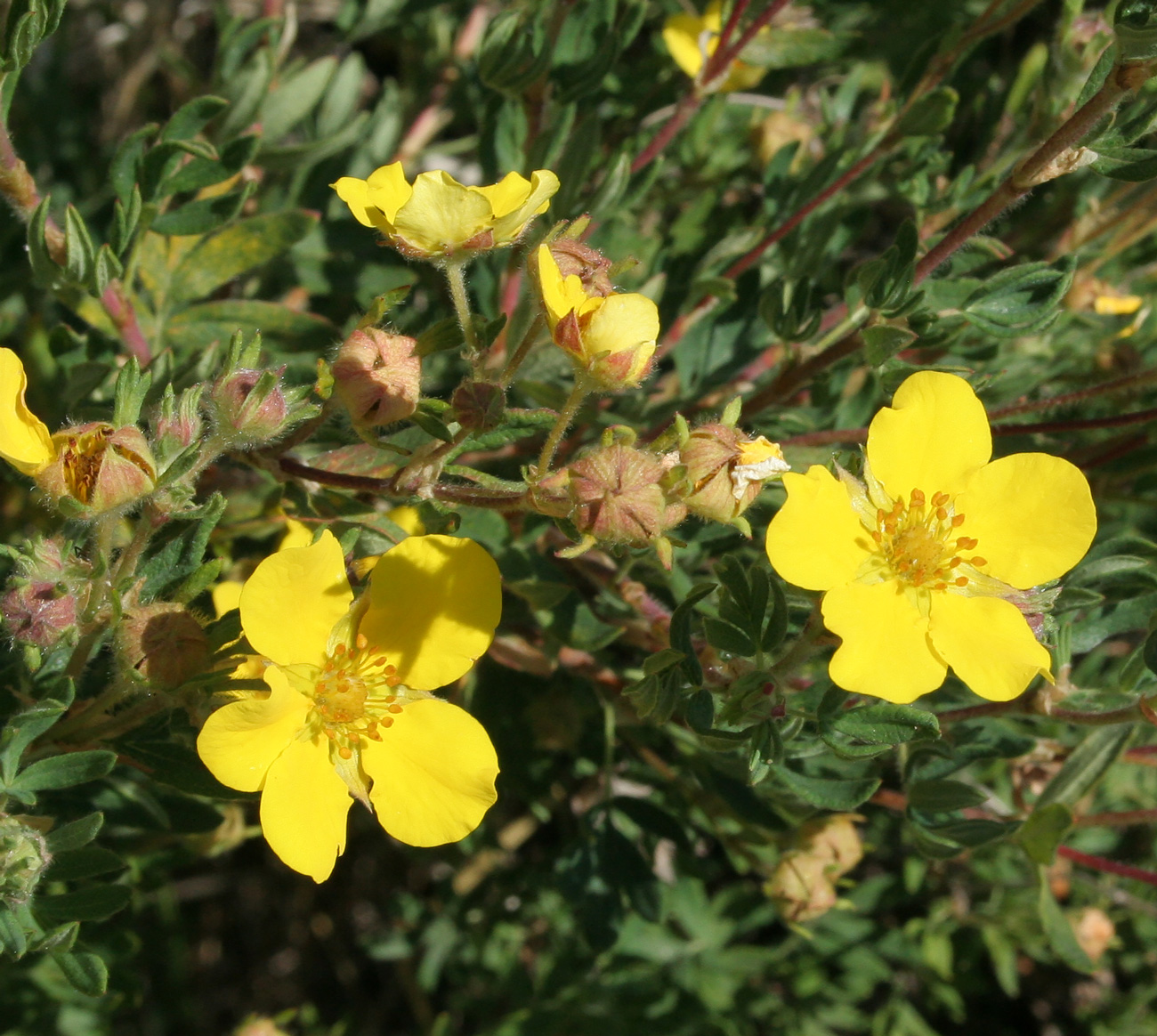 Изображение особи Dasiphora fruticosa.