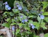 Omphalodes cappadocica