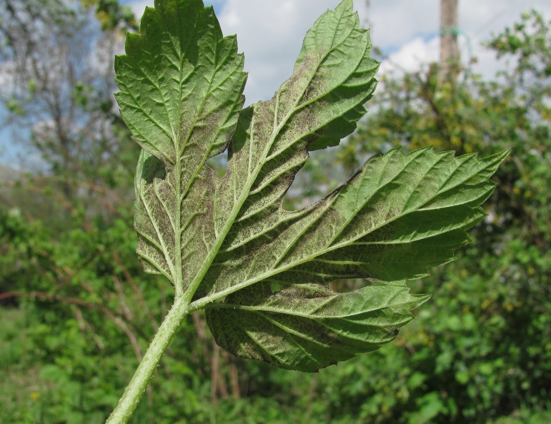 Изображение особи Humulus lupulus.