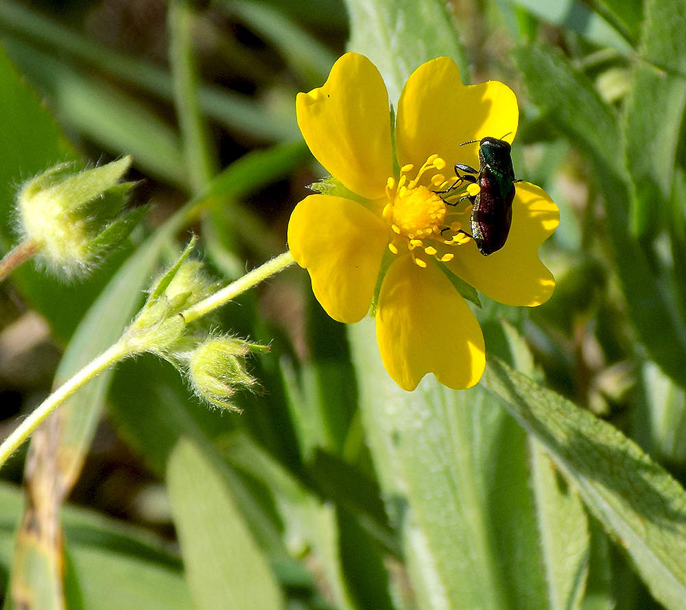 Image of Potentilla caucasica specimen.