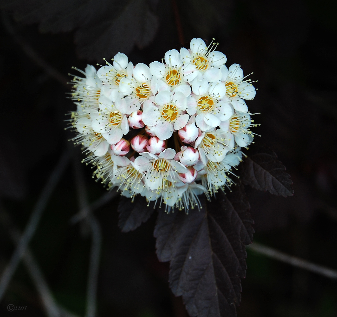 Image of Physocarpus opulifolius specimen.