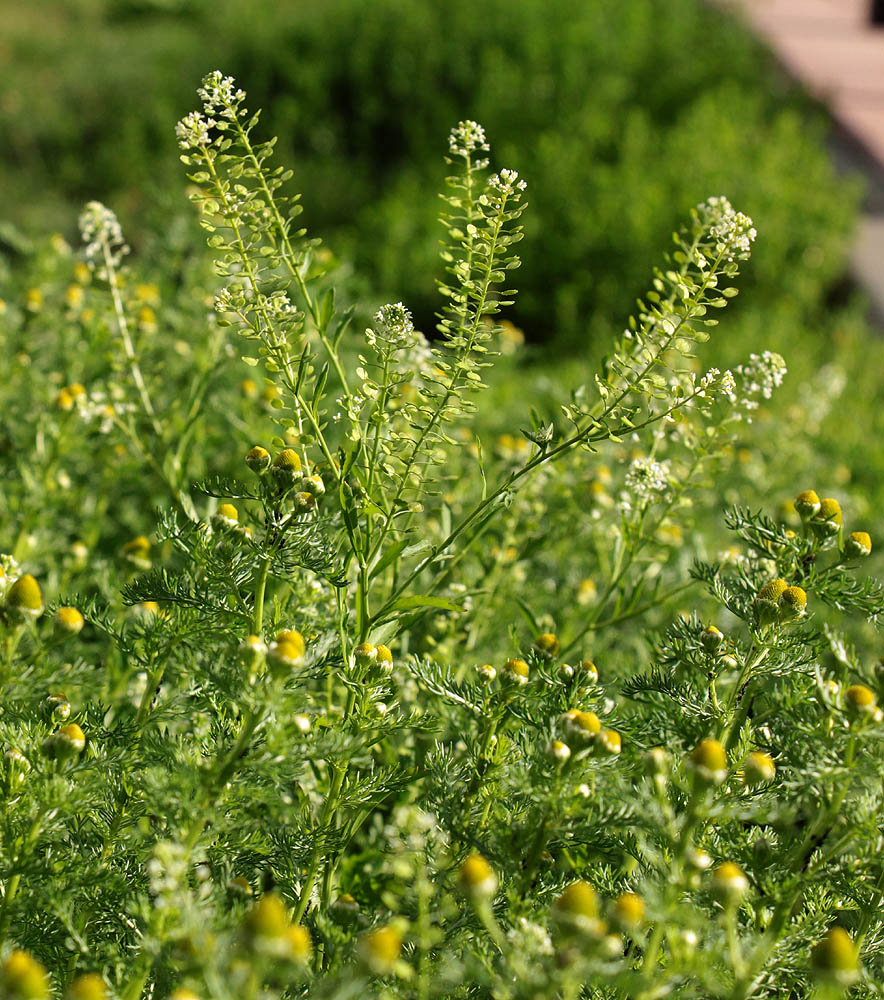 Image of Lepidium virginicum specimen.