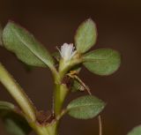 Trianthema portulacastrum. Веточка с цветком и плодом. Израиль, Шарон, пос. Кфар Монаш, ботанический сад \"Хават Ганой\", сорное. 07.08.2017.