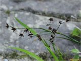 Juncus atratus. Верхушка плодоносящего растения. Украина, Ивано-Франковская обл., Болеховский горсовет, Козакивский сельсовет, окр. с. Козакивка, урочище Бассарабка, берег речки. 30.07.2017.