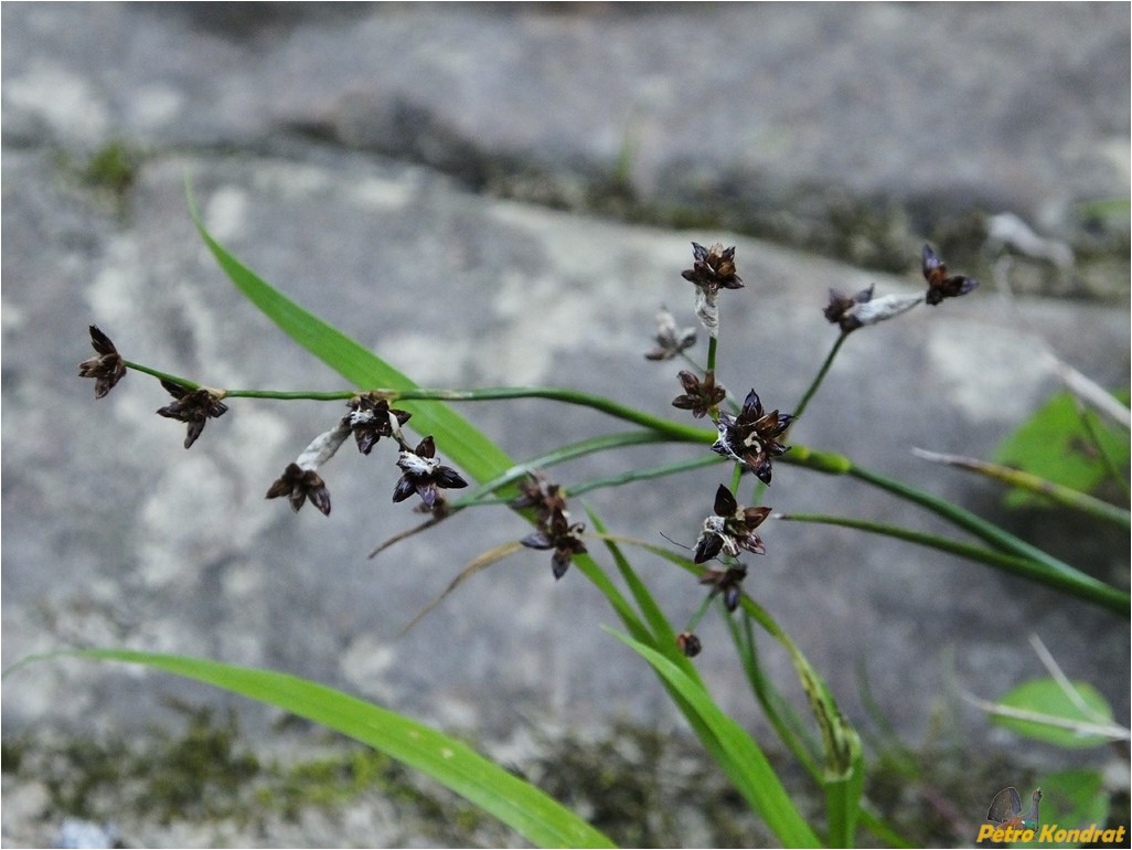 Image of Juncus atratus specimen.