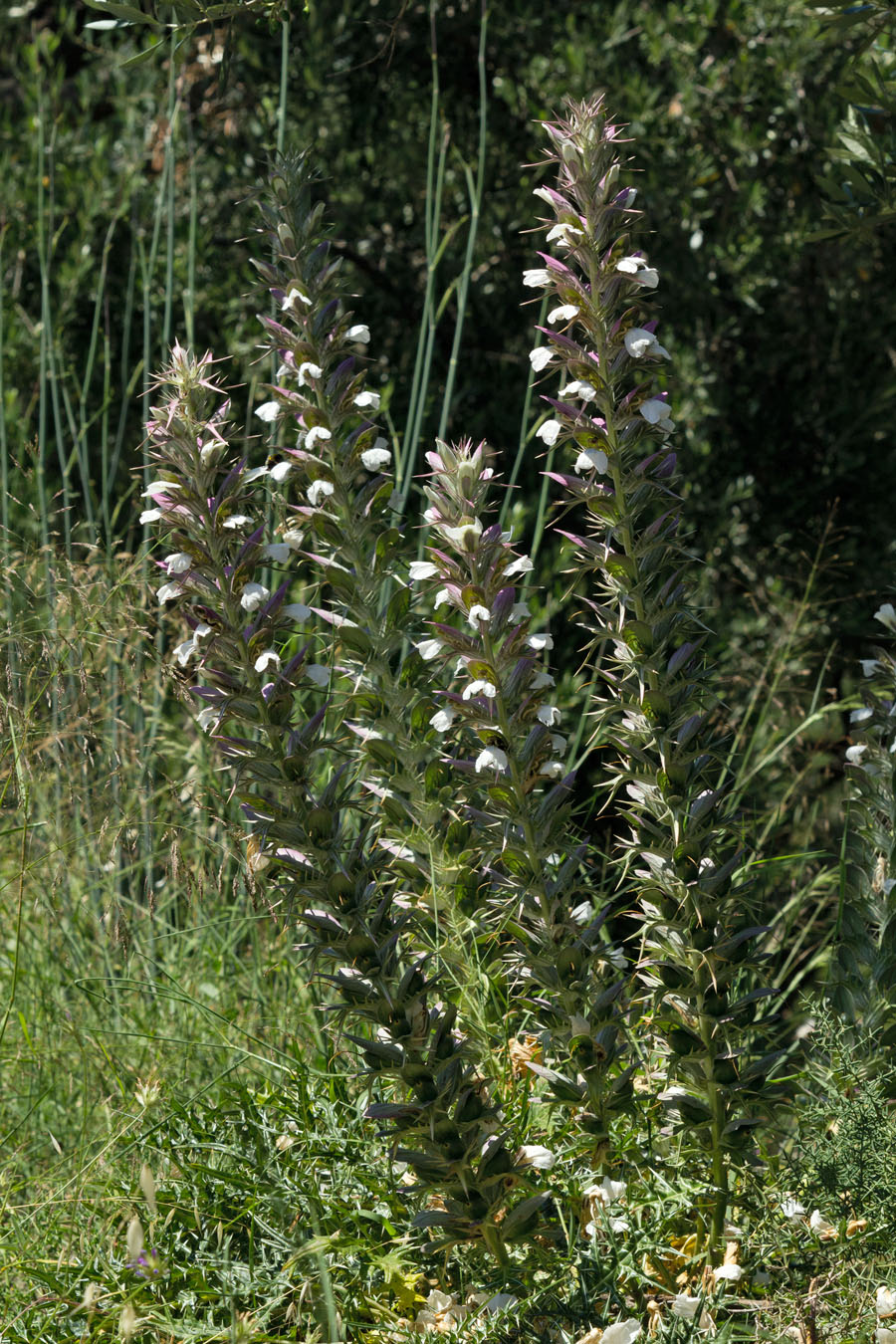 Изображение особи Acanthus spinosus.