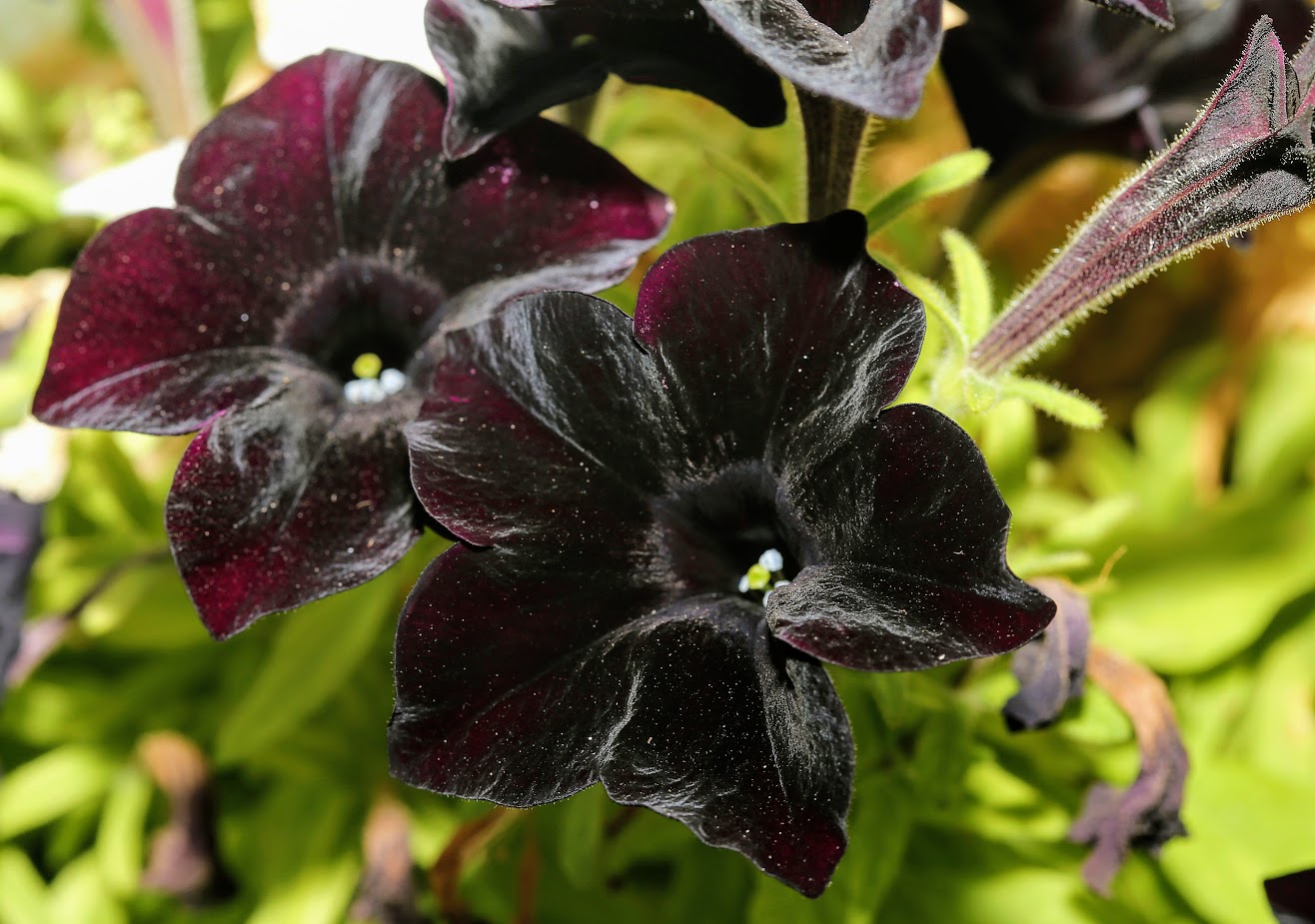 Image of Petunia &times; hybrida specimen.