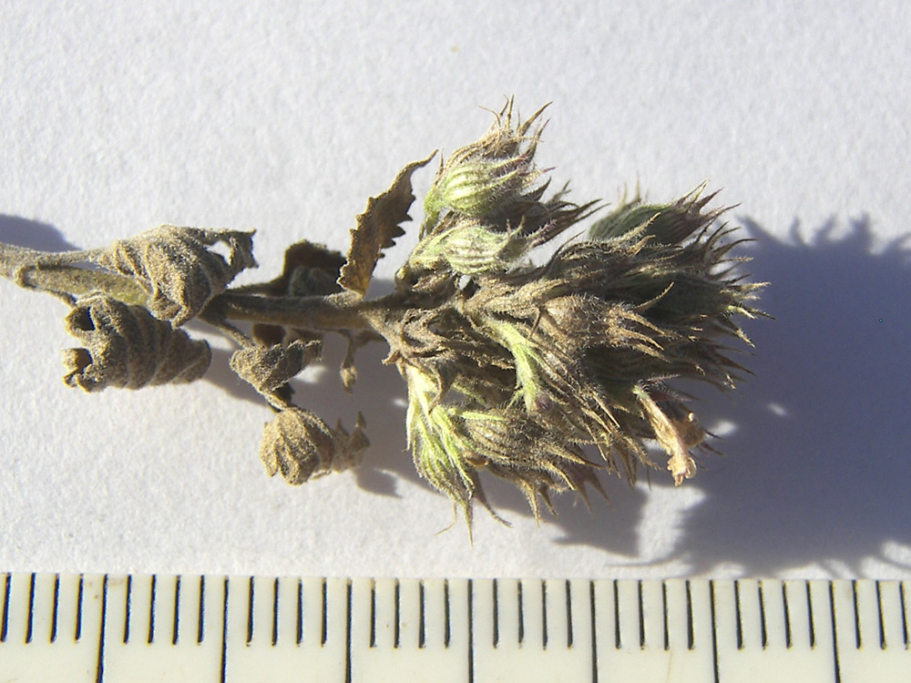 Image of Nepeta cataria specimen.