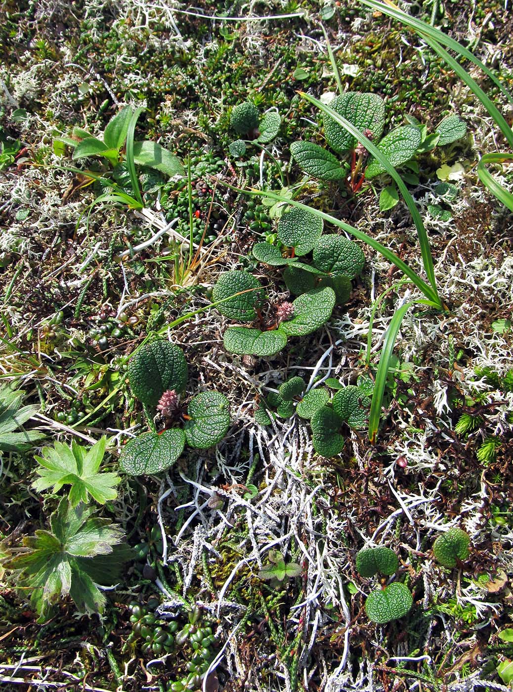 Изображение особи Salix reticulata.