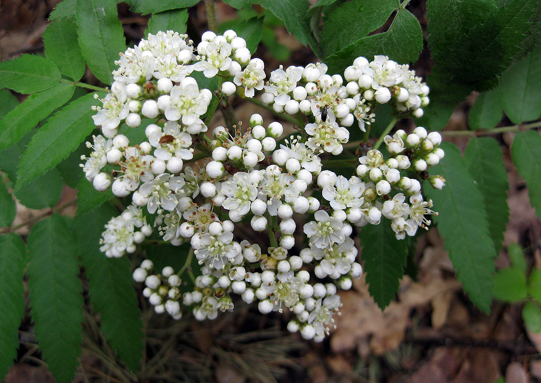 Image of Sorbus aucuparia specimen.