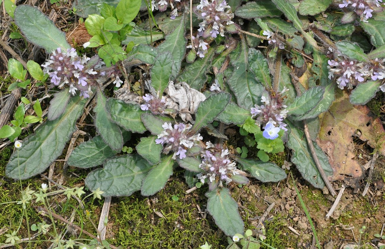 Image of Ajuga decumbens specimen.