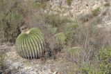 Echinocactus platyacanthus