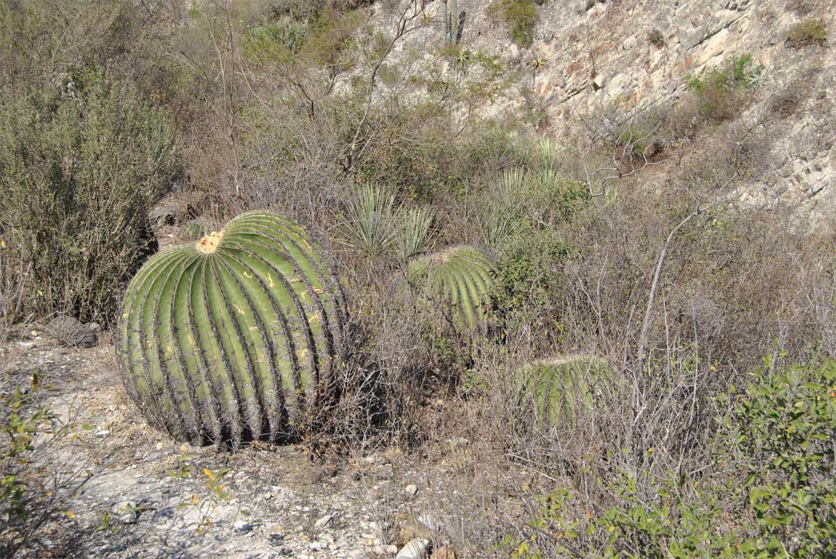 Image of Echinocactus platyacanthus specimen.