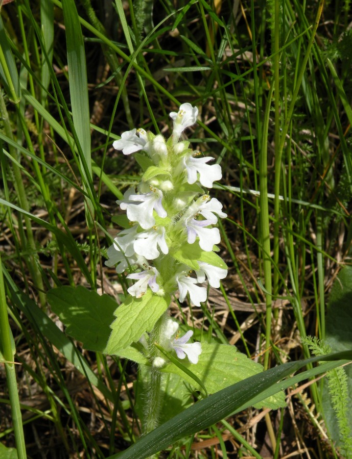 Image of Ajuga genevensis specimen.