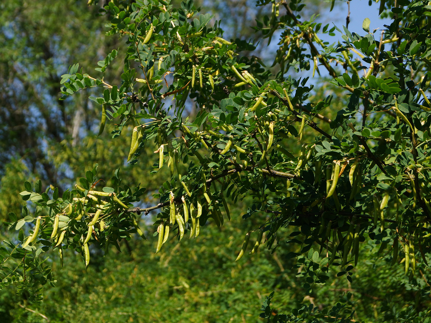 Image of Caragana arborescens specimen.