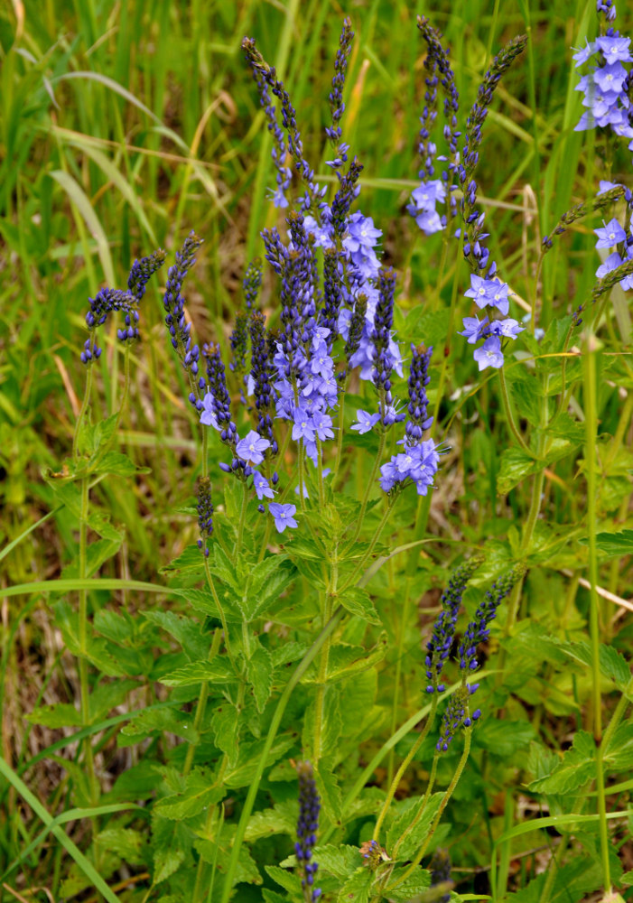 Image of Veronica teucrium specimen.