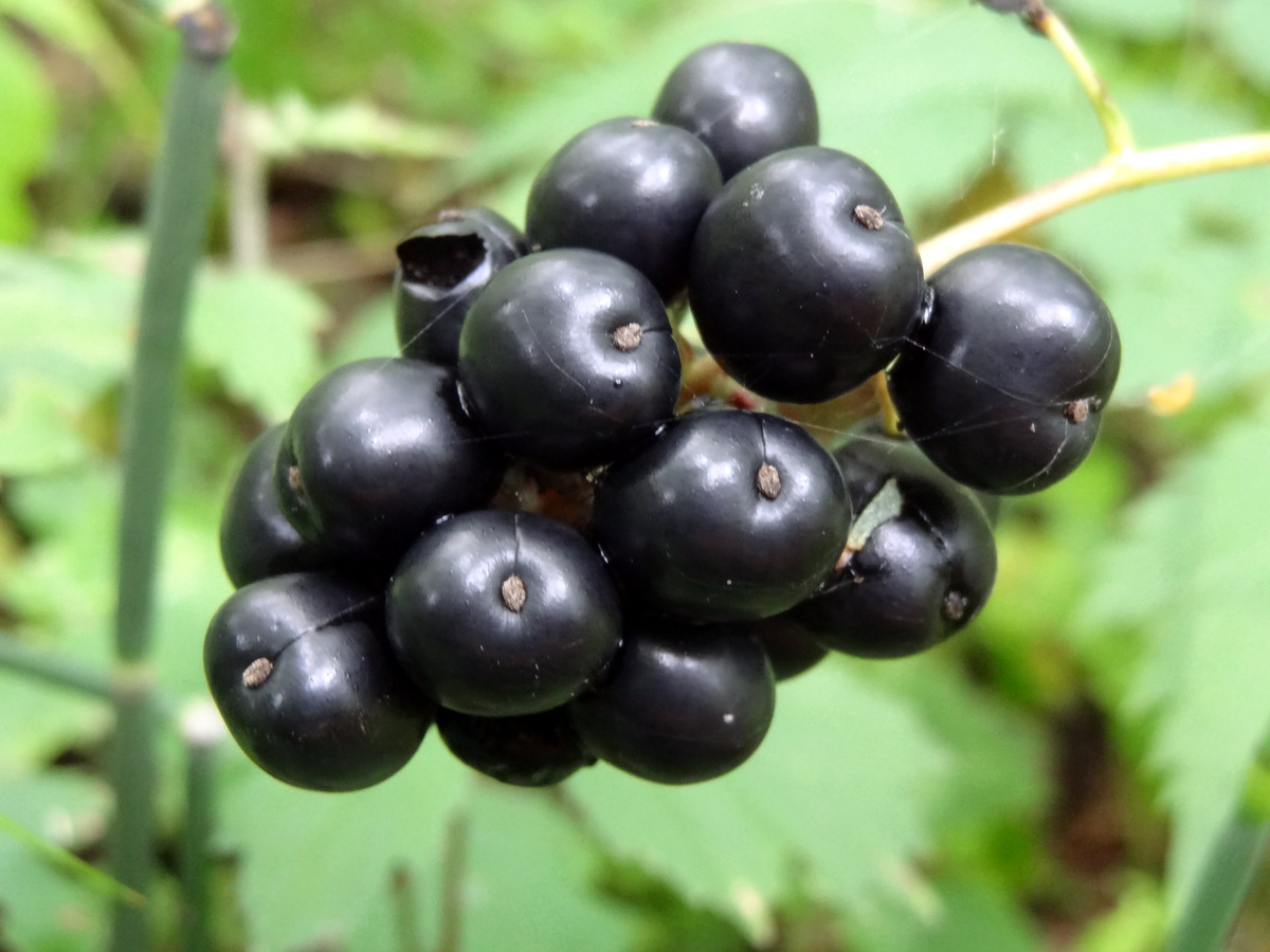 Image of Actaea spicata specimen.